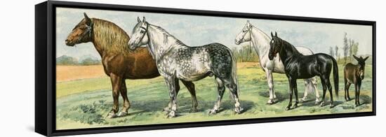 Horse Breeds: Belgian and Percheron Draft Horses, a Trotter, An Arabian, and a Donkey-null-Framed Premier Image Canvas