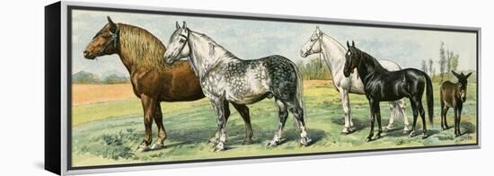 Horse Breeds: Belgian and Percheron Draft Horses, a Trotter, An Arabian, and a Donkey-null-Framed Premier Image Canvas