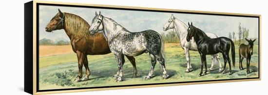 Horse Breeds: Belgian and Percheron Draft Horses, a Trotter, An Arabian, and a Donkey-null-Framed Premier Image Canvas