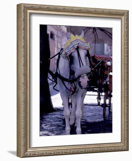 Horse Carriage, Sorrento, Italy-Dave Bartruff-Framed Photographic Print