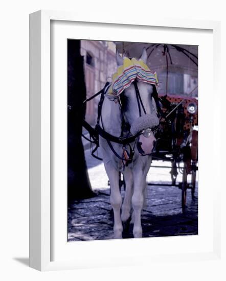 Horse Carriage, Sorrento, Italy-Dave Bartruff-Framed Photographic Print