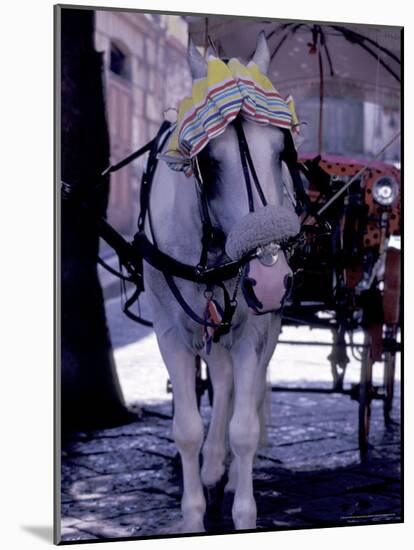 Horse Carriage, Sorrento, Italy-Dave Bartruff-Mounted Photographic Print