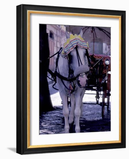 Horse Carriage, Sorrento, Italy-Dave Bartruff-Framed Photographic Print