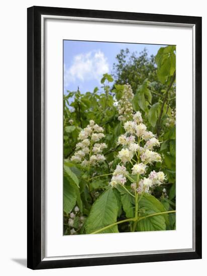 Horse Chestnut (Aesculus Hippocastanum) Flower Candelabras, Wiltshire, England, United Kingdom-Nick Upton-Framed Photographic Print