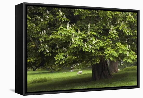 Horse Chestnut (Aesculus Hippocastanum)-Colin Varndell-Framed Premier Image Canvas