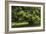 Horse Chestnut (Aesculus Hippocastanum)-Colin Varndell-Framed Photographic Print