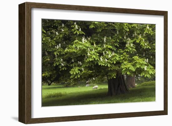 Horse Chestnut (Aesculus Hippocastanum)-Colin Varndell-Framed Photographic Print
