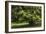 Horse Chestnut (Aesculus Hippocastanum)-Colin Varndell-Framed Photographic Print