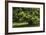 Horse Chestnut (Aesculus Hippocastanum)-Colin Varndell-Framed Photographic Print