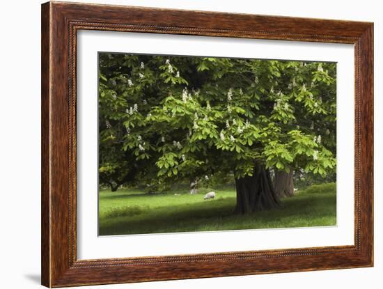 Horse Chestnut (Aesculus Hippocastanum)-Colin Varndell-Framed Photographic Print