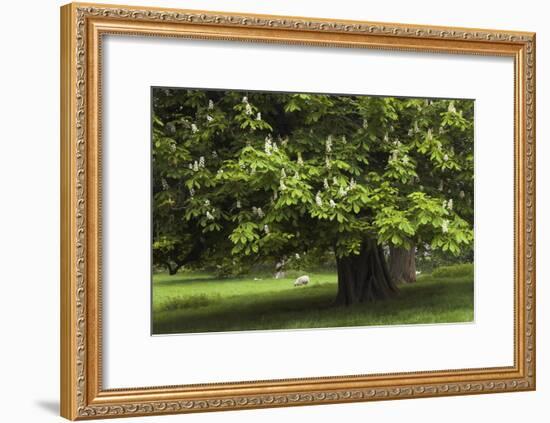 Horse Chestnut (Aesculus Hippocastanum)-Colin Varndell-Framed Photographic Print