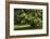 Horse Chestnut (Aesculus Hippocastanum)-Colin Varndell-Framed Photographic Print