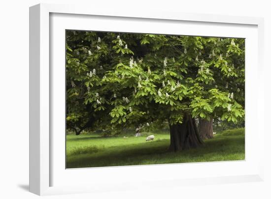 Horse Chestnut (Aesculus Hippocastanum)-Colin Varndell-Framed Photographic Print