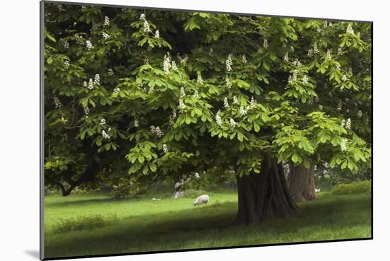 Horse Chestnut (Aesculus Hippocastanum)-Colin Varndell-Mounted Photographic Print