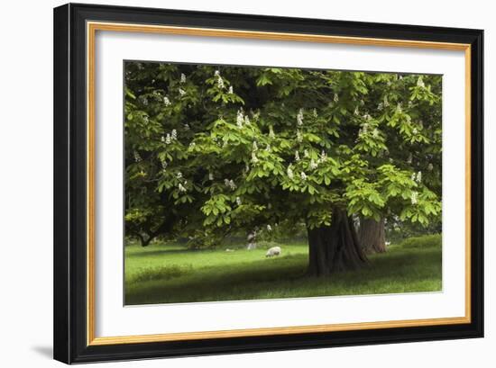 Horse Chestnut (Aesculus Hippocastanum)-Colin Varndell-Framed Photographic Print