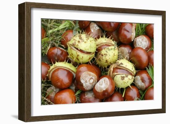 Horse Chestnut Conkers-null-Framed Photographic Print