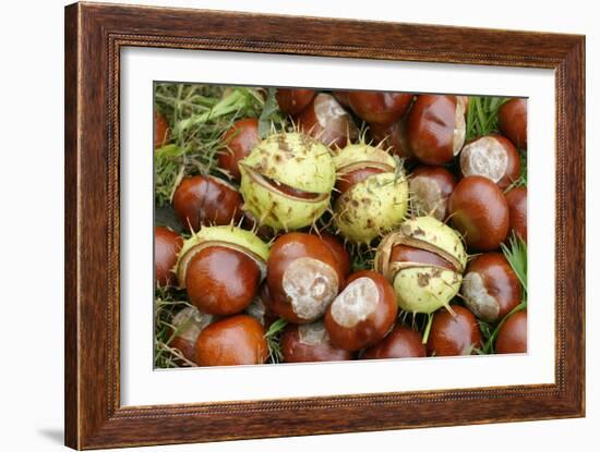 Horse Chestnut Conkers-null-Framed Photographic Print