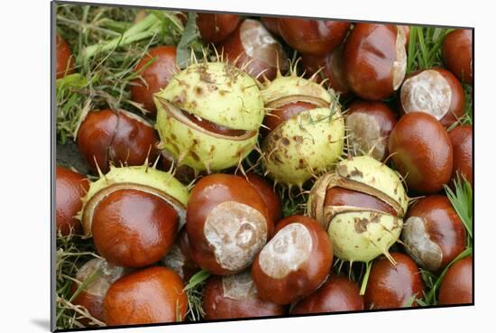 Horse Chestnut Conkers-null-Mounted Photographic Print