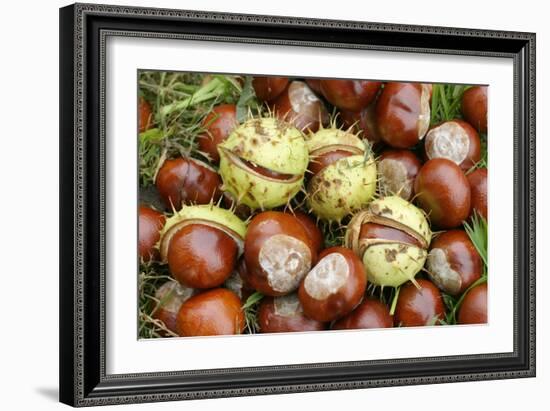 Horse Chestnut Conkers-null-Framed Photographic Print