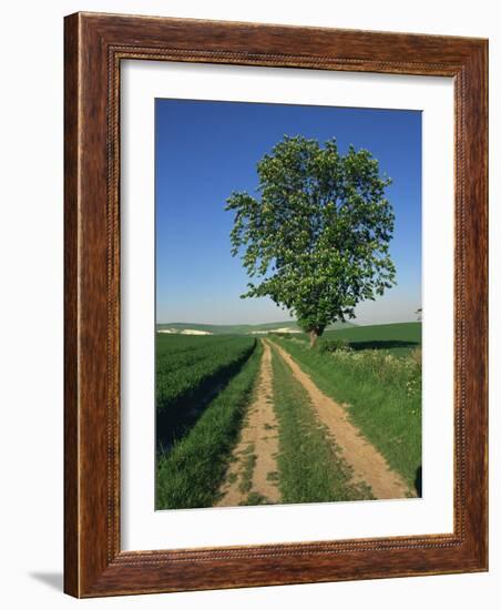 Horse Chestnut Tree by a Farm Track Through Fields on the South Downs in Sussex, England, UK-Michael Busselle-Framed Photographic Print