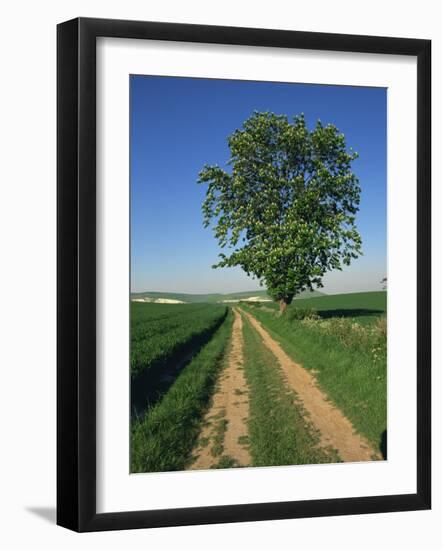 Horse Chestnut Tree by a Farm Track Through Fields on the South Downs in Sussex, England, UK-Michael Busselle-Framed Photographic Print