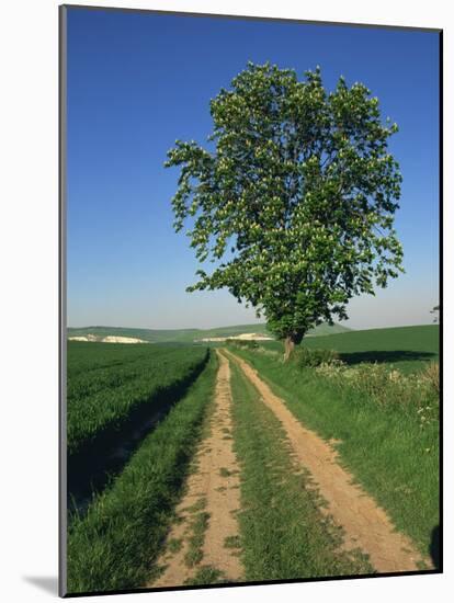 Horse Chestnut Tree by a Farm Track Through Fields on the South Downs in Sussex, England, UK-Michael Busselle-Mounted Photographic Print