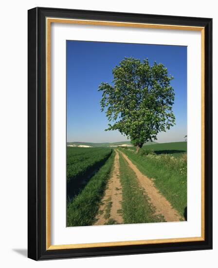 Horse Chestnut Tree by a Farm Track Through Fields on the South Downs in Sussex, England, UK-Michael Busselle-Framed Photographic Print