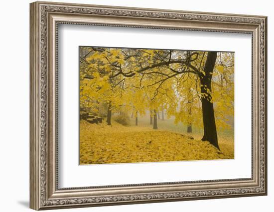 Horse Chestnut Trees in Fall, Manito Park, Spokane, Washington, USA-Charles Gurche-Framed Photographic Print