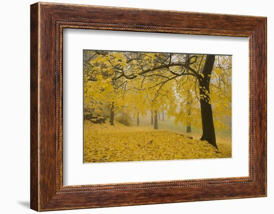 Horse Chestnut Trees in Fall, Manito Park, Spokane, Washington, USA-Charles Gurche-Framed Photographic Print