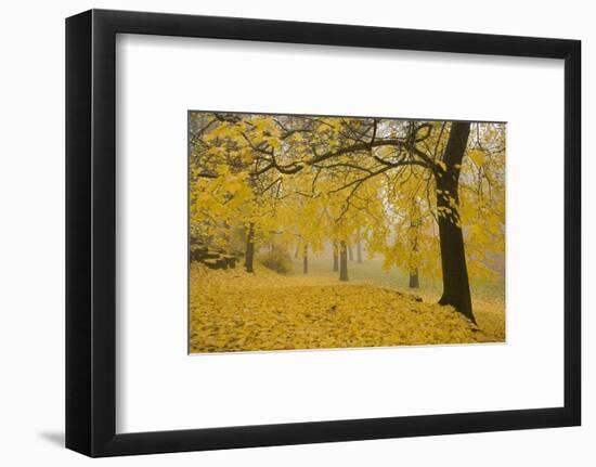 Horse Chestnut Trees in Fall, Manito Park, Spokane, Washington, USA-Charles Gurche-Framed Photographic Print