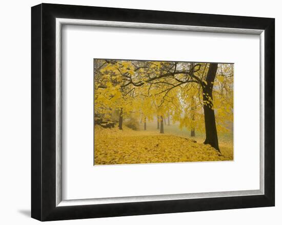 Horse Chestnut Trees in Fall, Manito Park, Spokane, Washington, USA-Charles Gurche-Framed Photographic Print