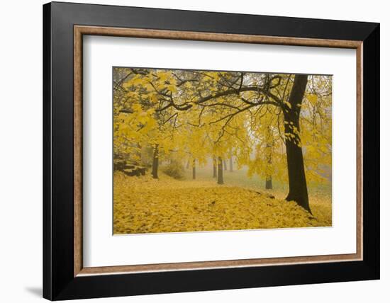 Horse Chestnut Trees in Fall, Manito Park, Spokane, Washington, USA-Charles Gurche-Framed Photographic Print