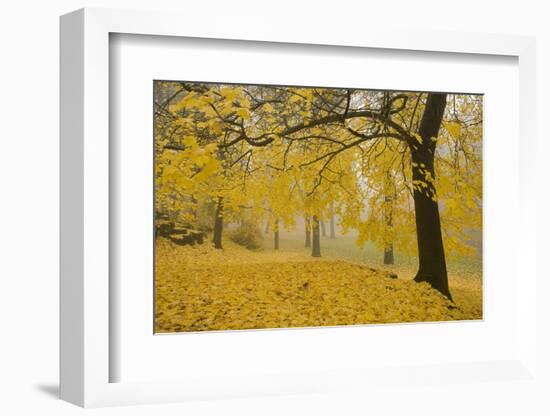 Horse Chestnut Trees in Fall, Manito Park, Spokane, Washington, USA-Charles Gurche-Framed Photographic Print