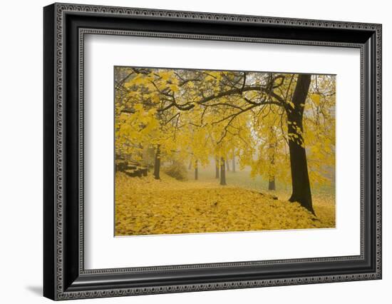 Horse Chestnut Trees in Fall, Manito Park, Spokane, Washington, USA-Charles Gurche-Framed Photographic Print