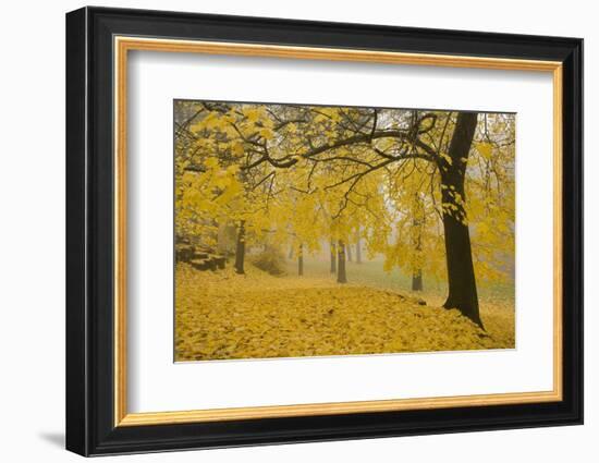 Horse Chestnut Trees in Fall, Manito Park, Spokane, Washington, USA-Charles Gurche-Framed Photographic Print