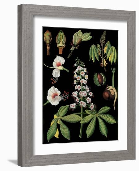 Horse Chestnut-null-Framed Giclee Print