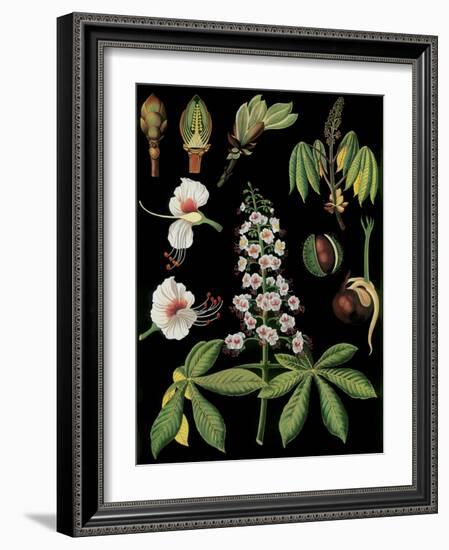 Horse Chestnut-null-Framed Giclee Print