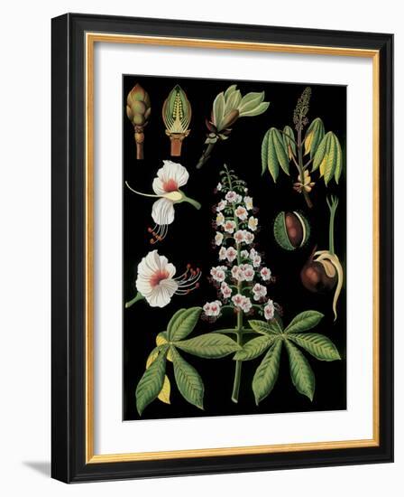 Horse Chestnut-null-Framed Giclee Print