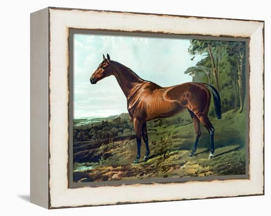 Horse Chromolithograph "Fair Nell," 1800s-Piddix-Framed Stretched Canvas