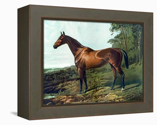 Horse Chromolithograph "Fair Nell," 1800s-Piddix-Framed Stretched Canvas