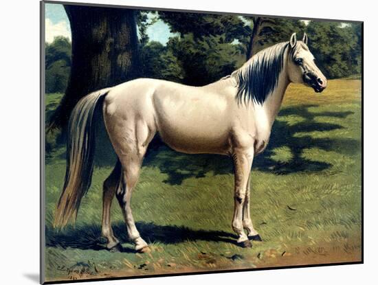 Horse Chromolithograph "The Arab Pony Charger," 1867-Piddix-Mounted Art Print