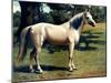 Horse Chromolithograph "The Arab Pony Charger," 1867-Piddix-Mounted Art Print