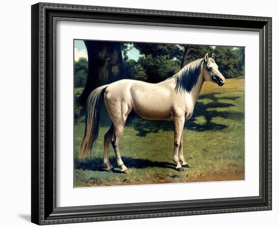 Horse Chromolithograph "The Arab Pony Charger," 1867-Piddix-Framed Art Print