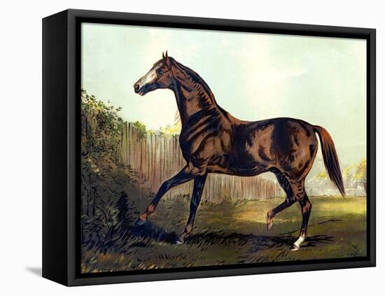 Horse Chromolithograph "Thoroughbred Sire Blair Athol," 1867-Piddix-Framed Stretched Canvas