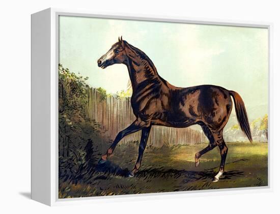 Horse Chromolithograph "Thoroughbred Sire Blair Athol," 1867-Piddix-Framed Stretched Canvas