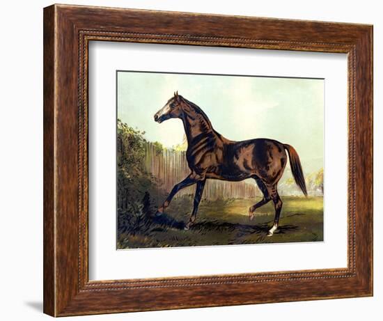 Horse Chromolithograph "Thoroughbred Sire Blair Athol," 1867-Piddix-Framed Art Print