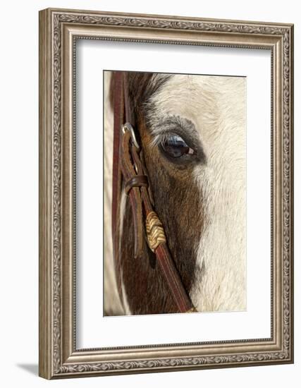 Horse close-up in winter, Kalispell, Montana.-Adam Jones-Framed Photographic Print