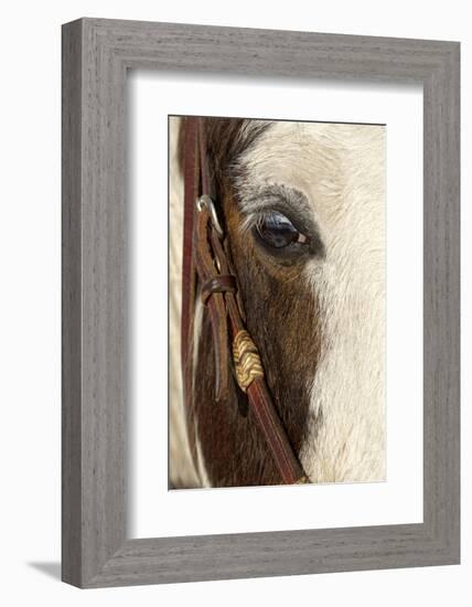 Horse close-up in winter, Kalispell, Montana.-Adam Jones-Framed Photographic Print