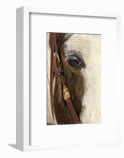Horse close-up in winter, Kalispell, Montana.-Adam Jones-Framed Photographic Print