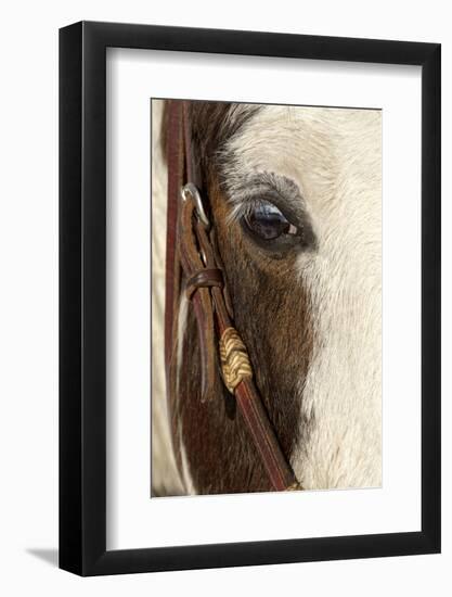 Horse close-up in winter, Kalispell, Montana.-Adam Jones-Framed Photographic Print